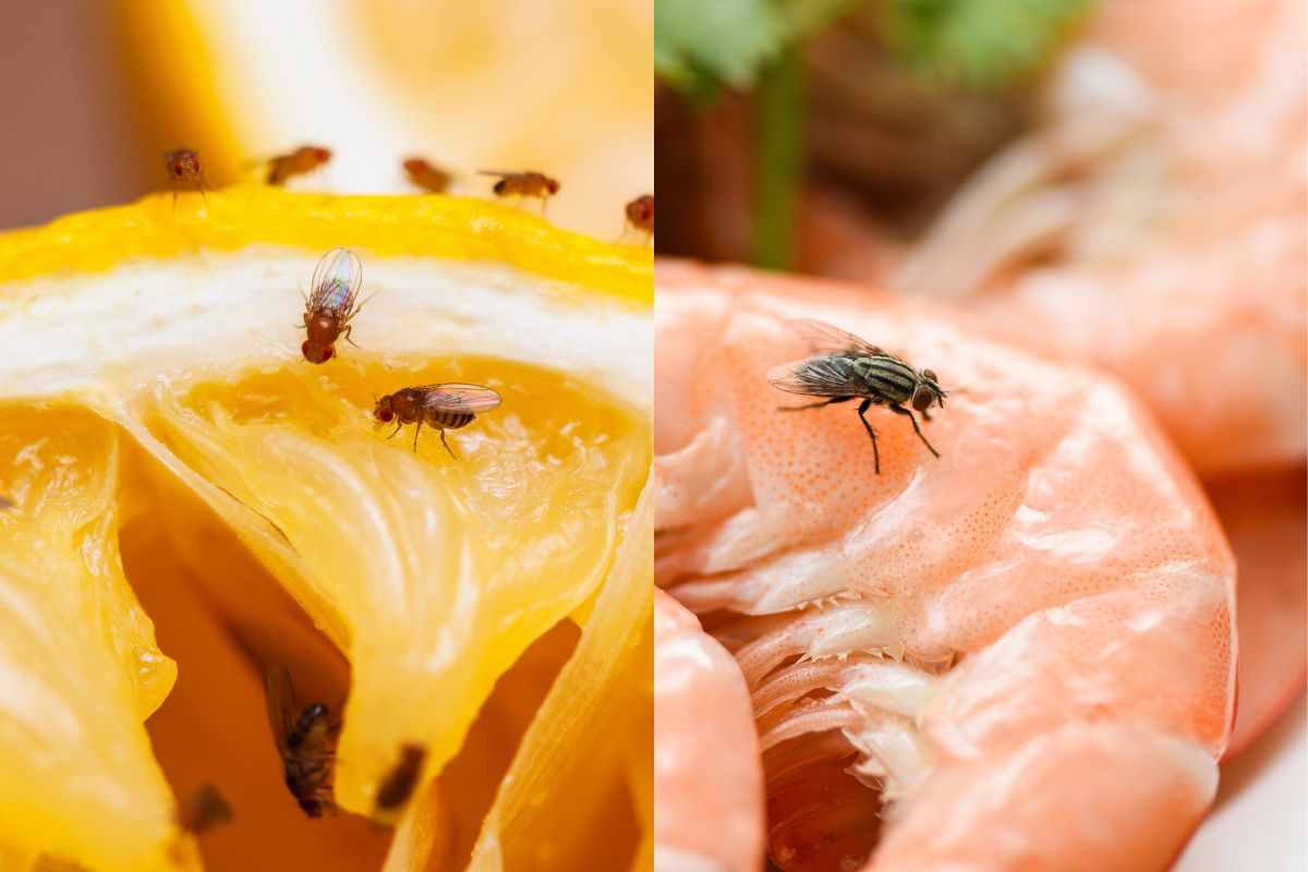 La tua casa è invasa dalle mosche? bastano solo 2 ingredienti per allontanarle senza fargli del male