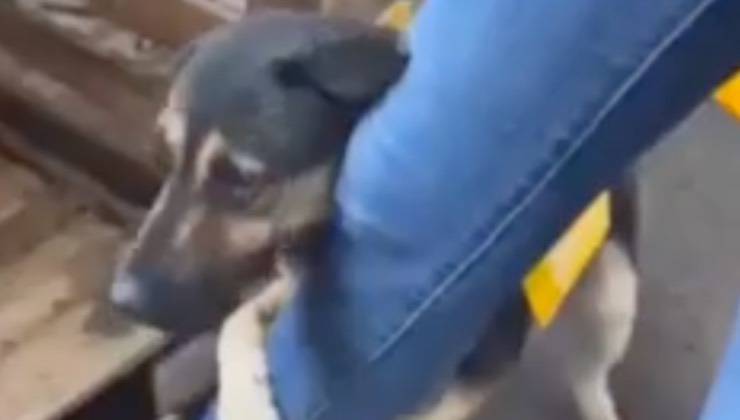 Il cane che abbracciava la volontaria in Brasile