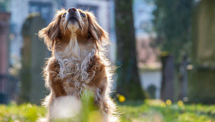 Cane che ulula quando sente l’arrivo di un terremoto