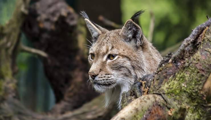 Lince 