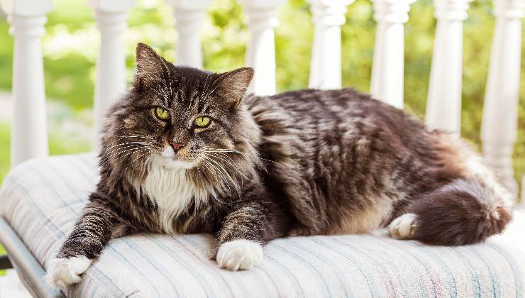 Gatto Maine Coon