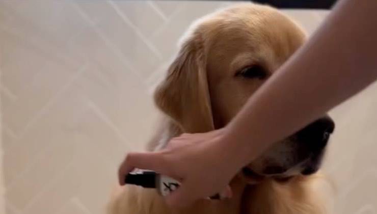 Goldene Retriever riceve spruzzo di un prodotto per cani