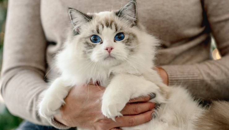 gatto Ragdoll