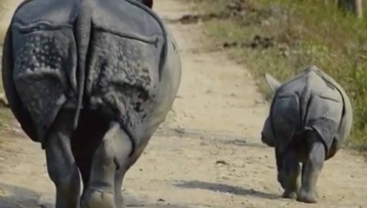 Coppia di rinoceronti non estinti di spalle 