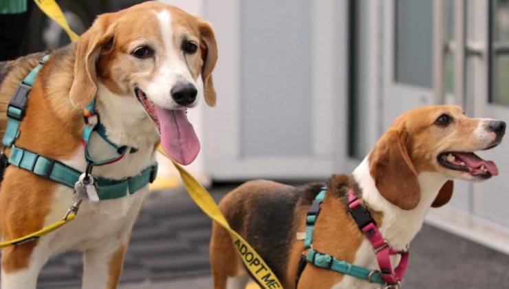 Due cuccioli di Beagle al guinzaglio dopo la visita dal veterinario 