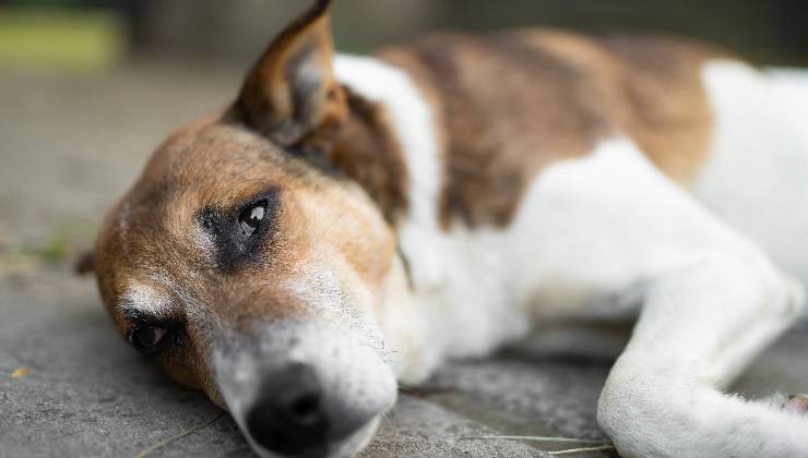 cane triste a terra