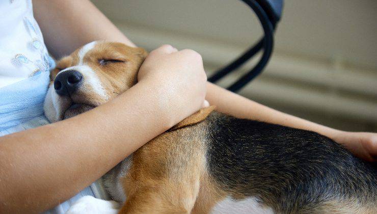 cane in braccio alla proprietaria