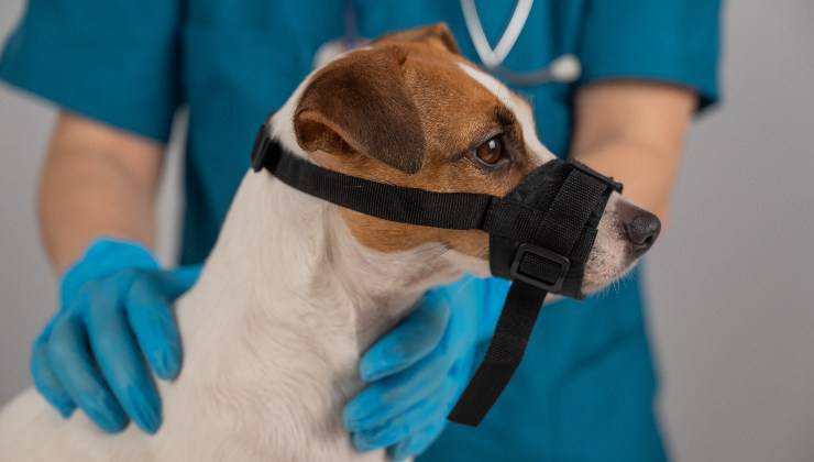 cane con museruola dal veterinario 