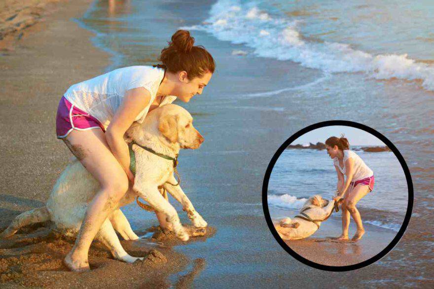 Anche il vostro cucciolo è terrorizzato dall'acqua? Come posso risolvere questo problema?