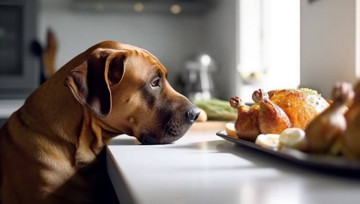 cane e piatto di pollo