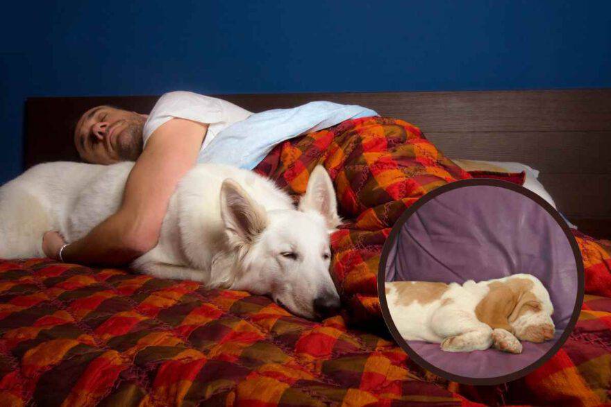 cane dorme sul letto e piange nel sonno