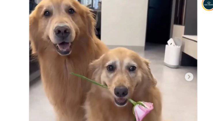 cane regala un fiore all'amico