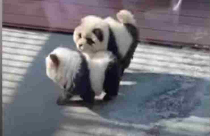 Trattare gli animali in questo modo è un oltraggio : cuccioli trasformati in panda scioccano la nazione