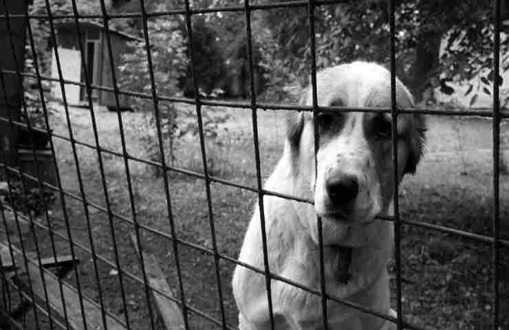 È Obbligatorio esporlo? Cosa dice la legge sul carrello attenti al cane (Pixabay- Amoreaquattrozampe.it)