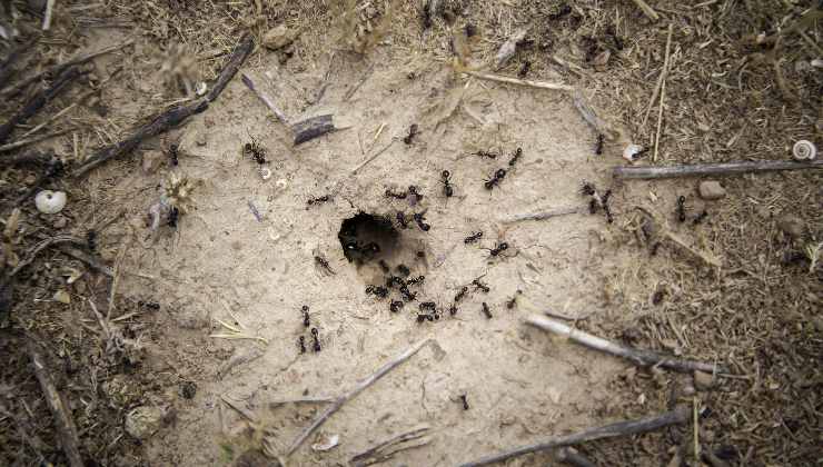 il formicaio delle formiche