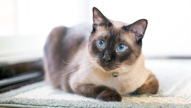 gatto Siamese