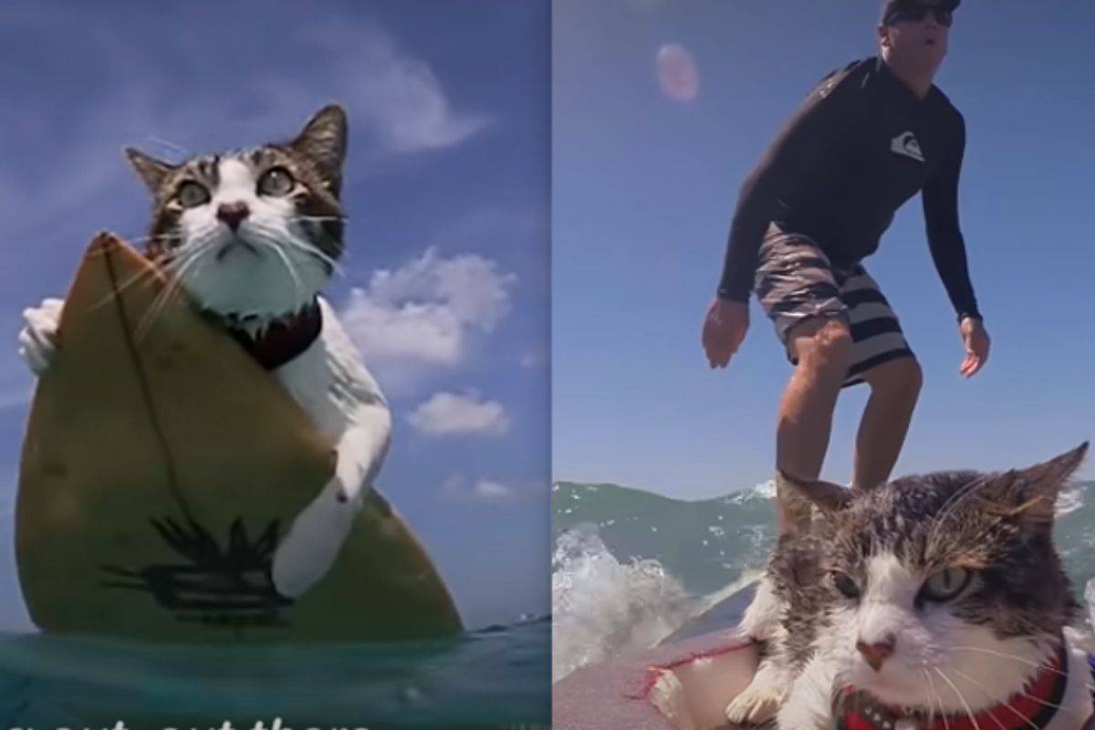 Solitamente i felini odiano l'acqua ma lui è un caso a parte: adora surfare
