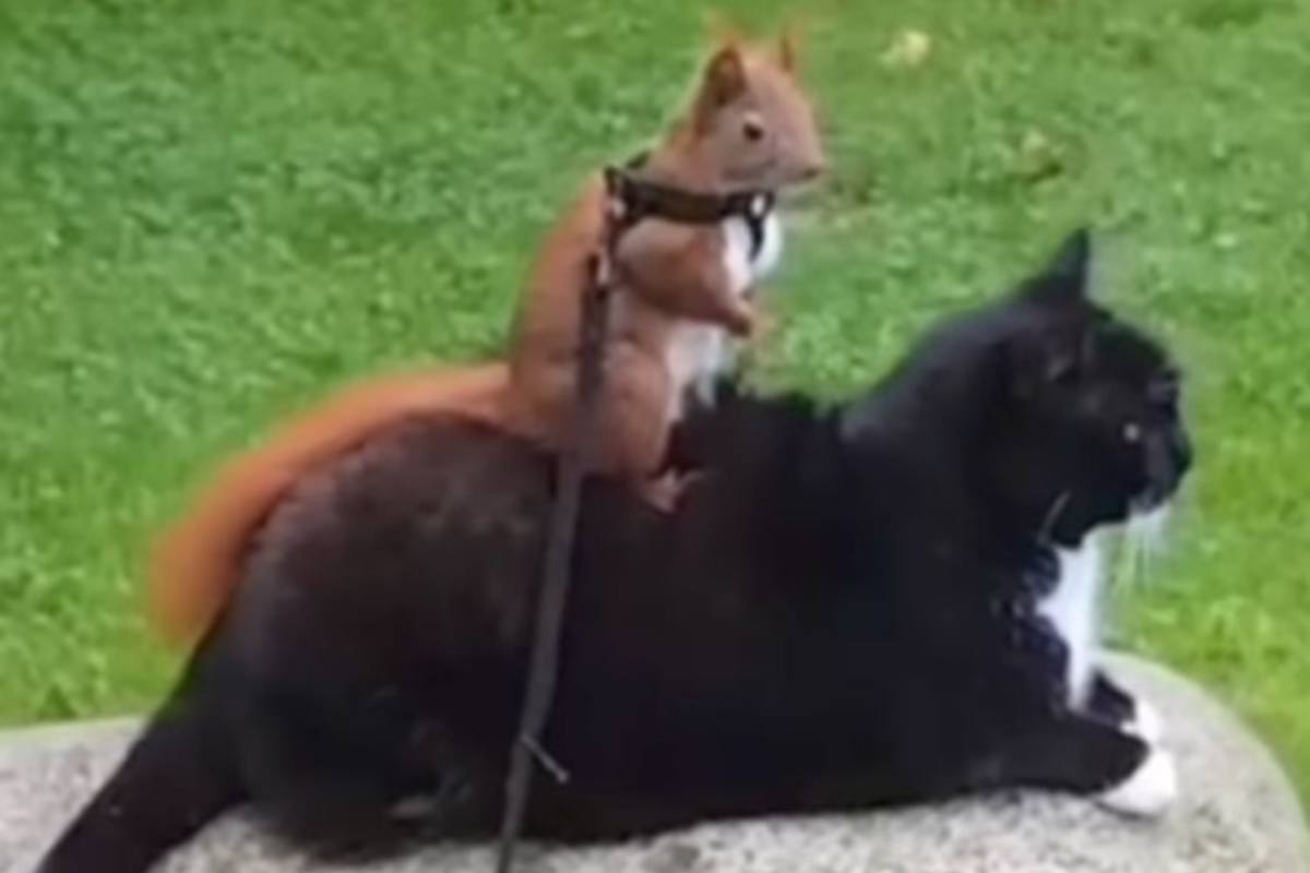 Gatto e scoiattolo amici