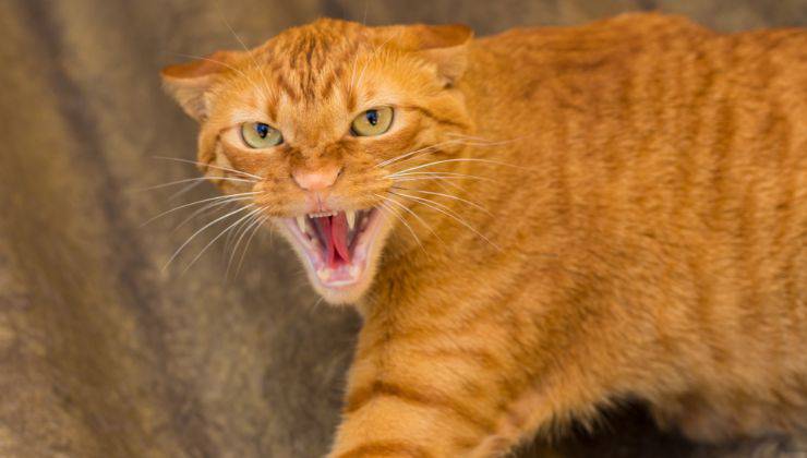 gatto arancione arrabbiato