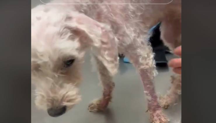 cane intrappolato nel pelo non curato da dieci anni dopo la toeletta