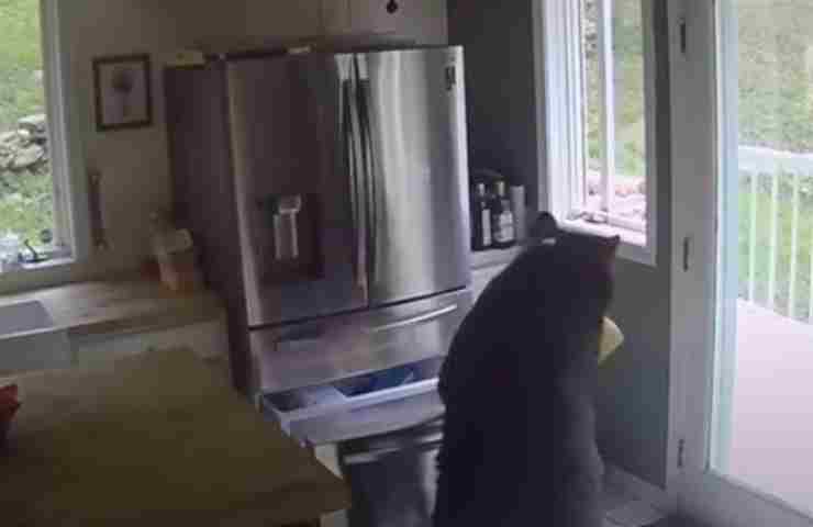 Furto in cucina, se anche da voi viene lo stesso ladro vi conviene scappare (foto Youtube-Amoreaquattrozampe.it)