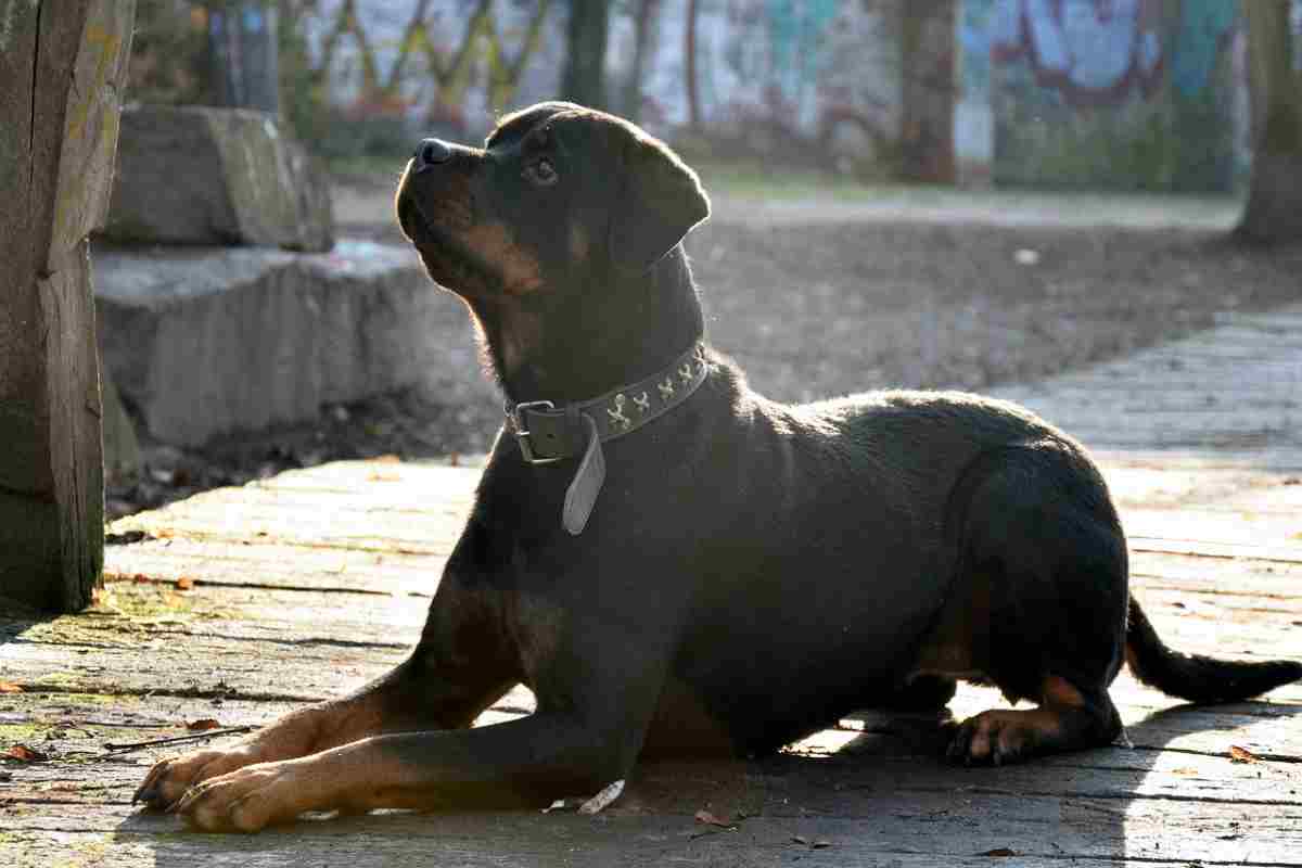 Cani speciali e come adottarli: per la loro razza serve il patentino la decisione è del Governo 