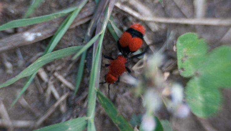 vespa rossa cammina nell'erba