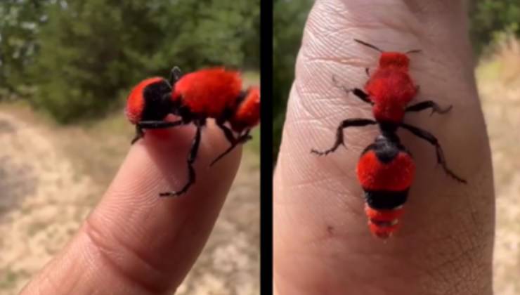 vespa rossa cammina sulla mano