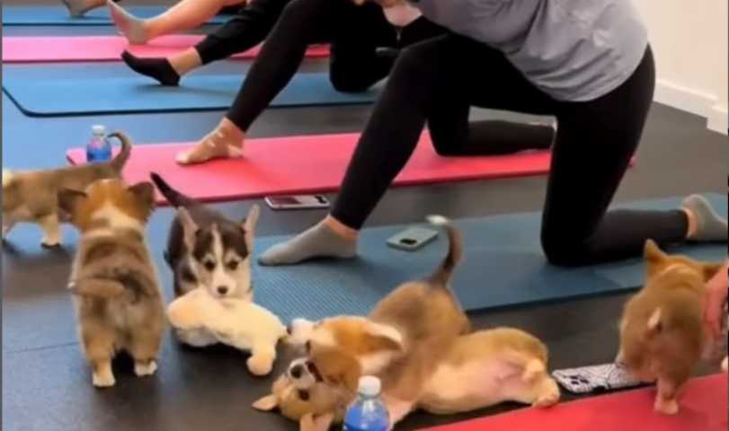 puppy yoga illegale 