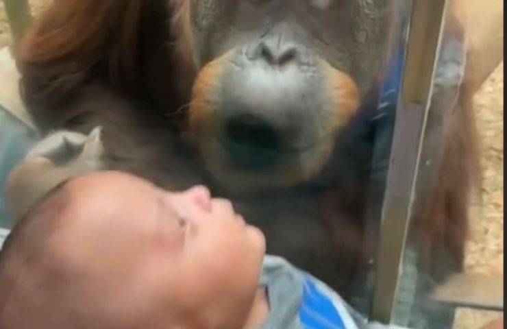 Scimmia bacia neonato