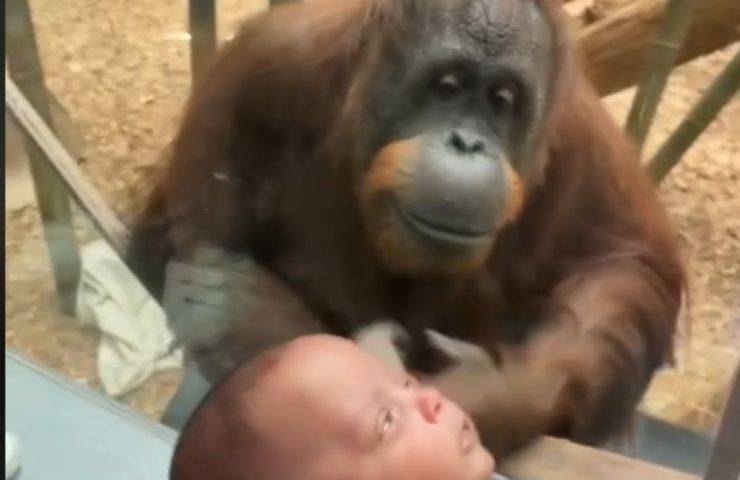Scimmia guarda il neonato 