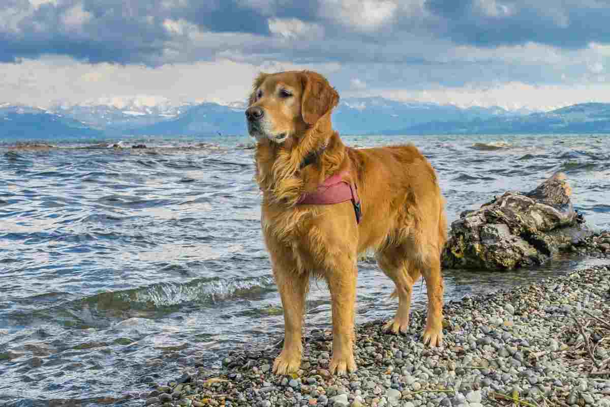 Cane bagnino sulla spiaggia