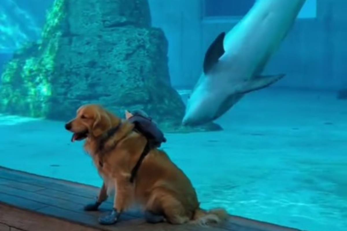 Un cane e un delfino