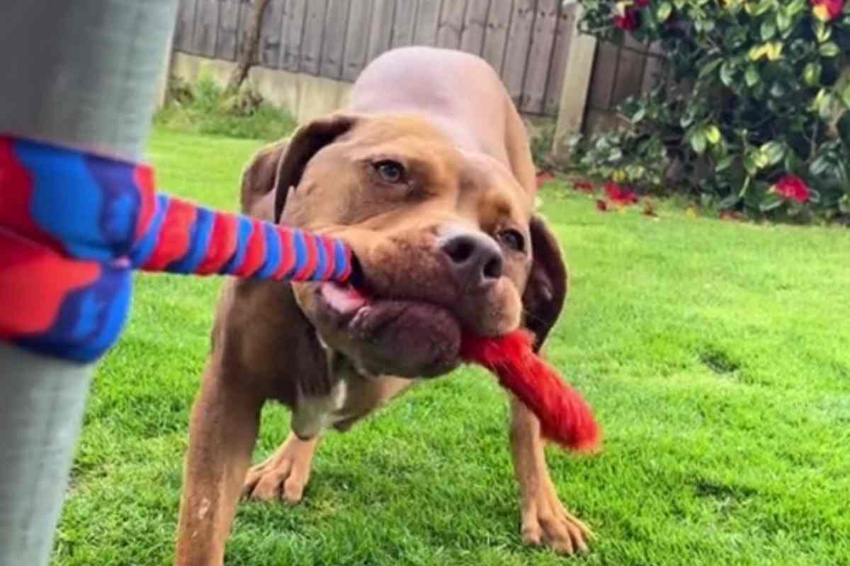 Cane gioca con la corda