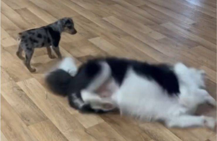 Due cani che giocano insieme