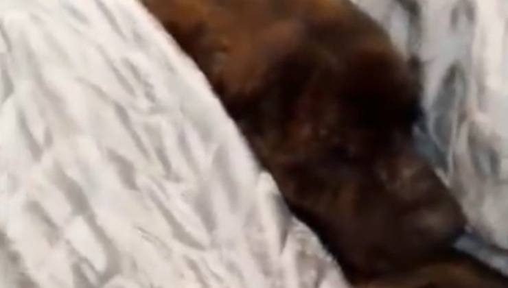 Cane sotto la coperta 