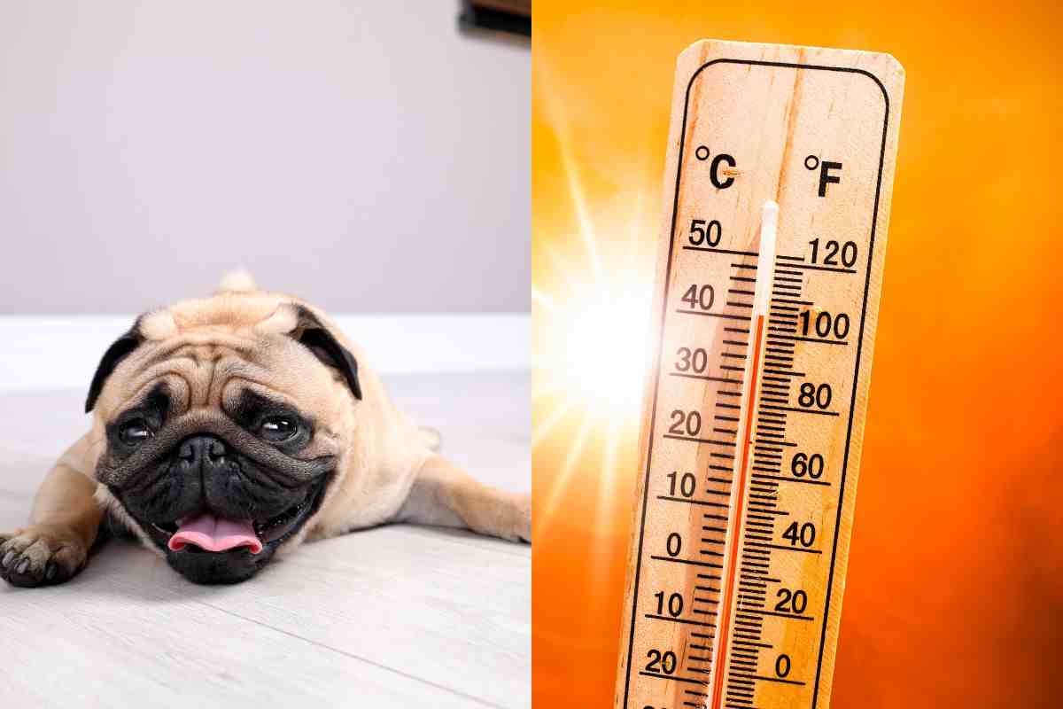 Colpo di calore nel cane, come aiutare fido in estate rifrescandolo e tenendolo al sicuro