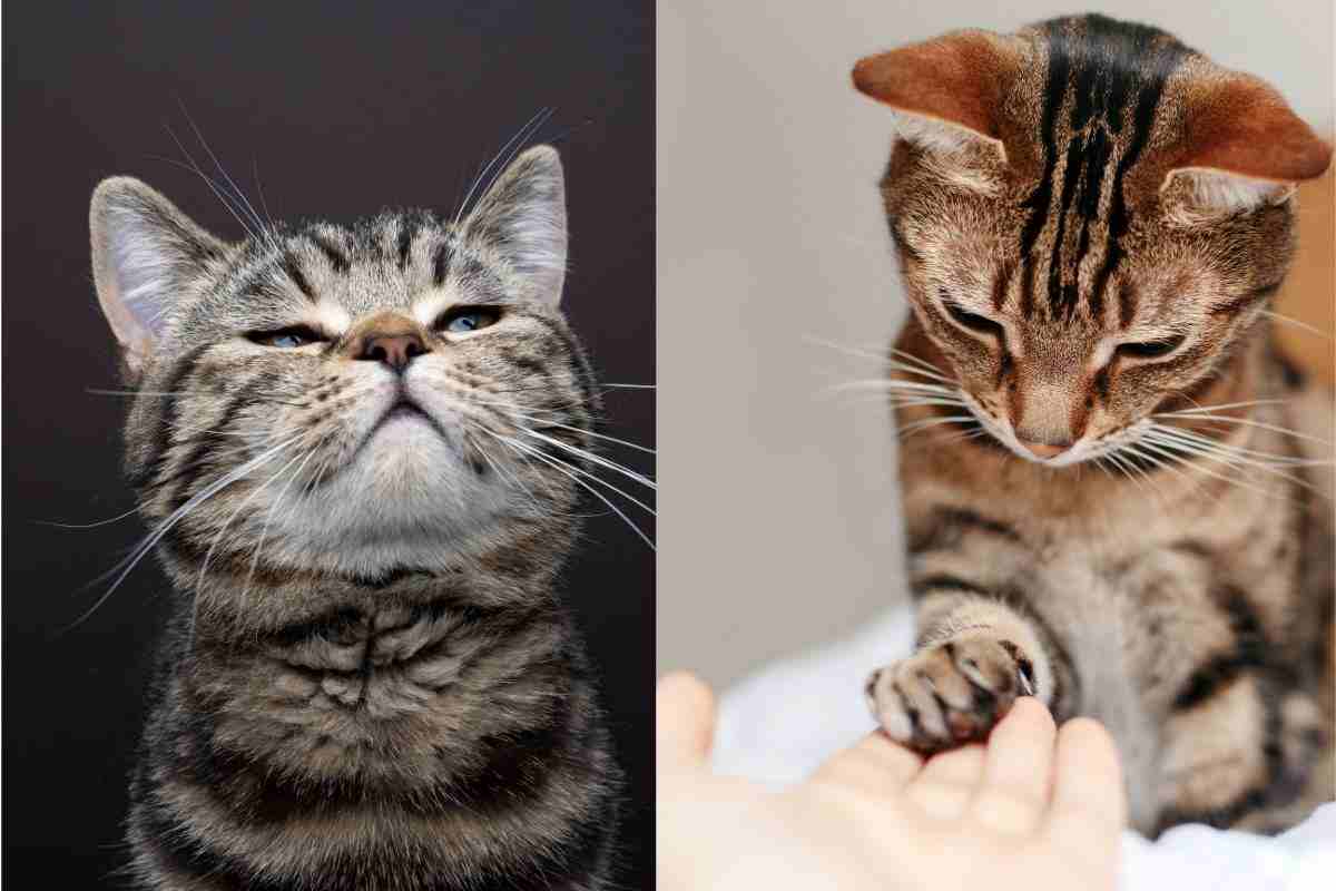 Come la pensa il mio gatto? Ma è vero che i nostri cervelli sono molto simili?