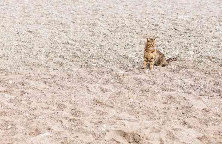 Gatto sulla sabbia