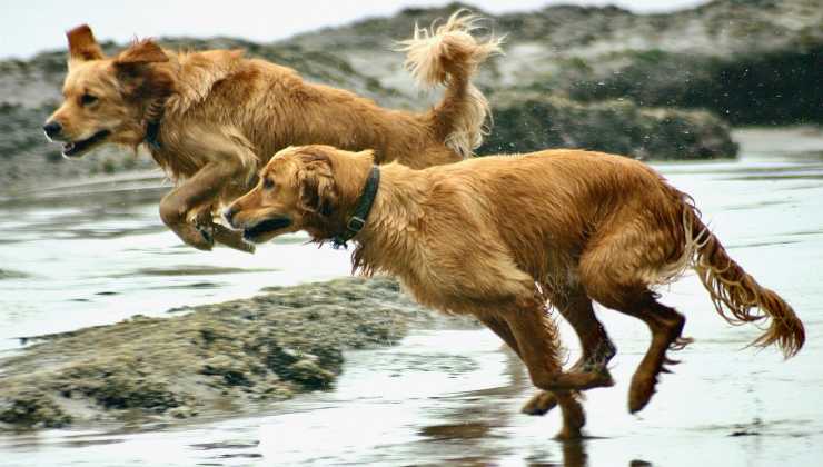 Due cani che corrono nell'acqua 