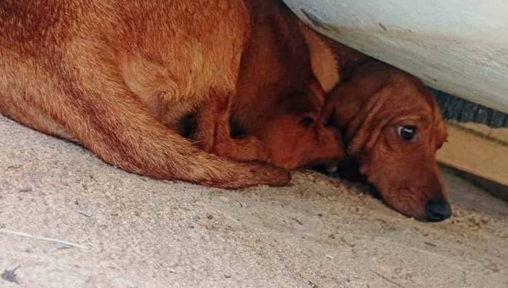 Cagnolina salvata mentre si nascondeva in spiaggia