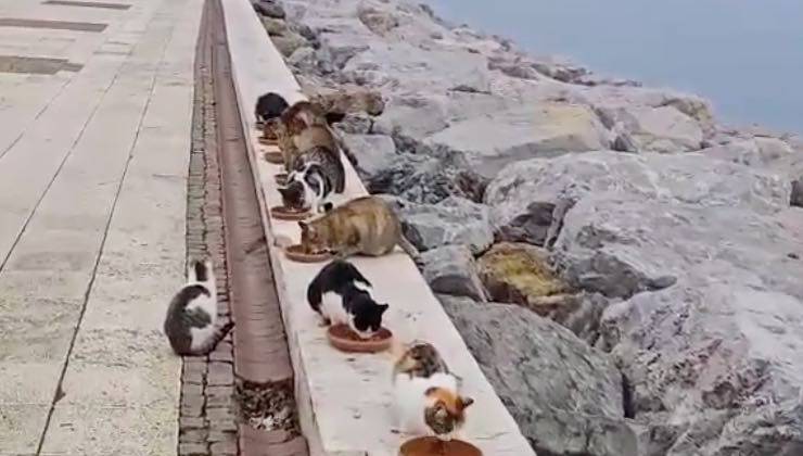 Fila di gatti abbandonati sul lungo mare rifocillati da un uomo 