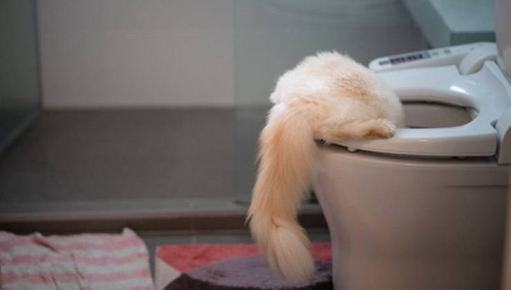 Gatto si è intrufolato nel wc 
