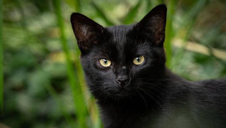Gatto nero in primo piano 