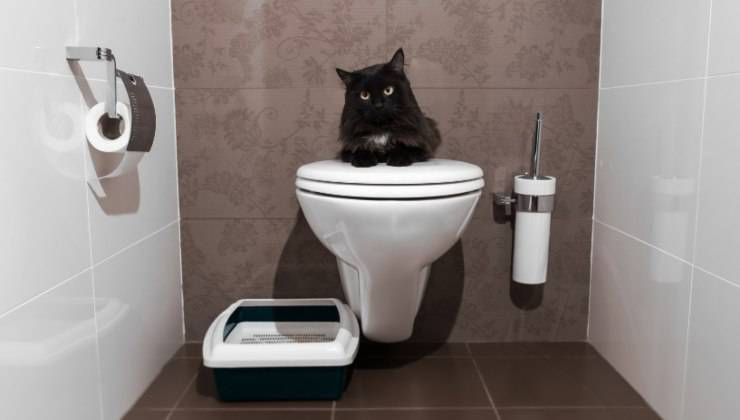 Gatto nero sul wc chiuso 