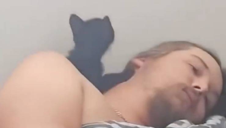 Cucciolo di gatto sale sulla faccia del suo papà umano