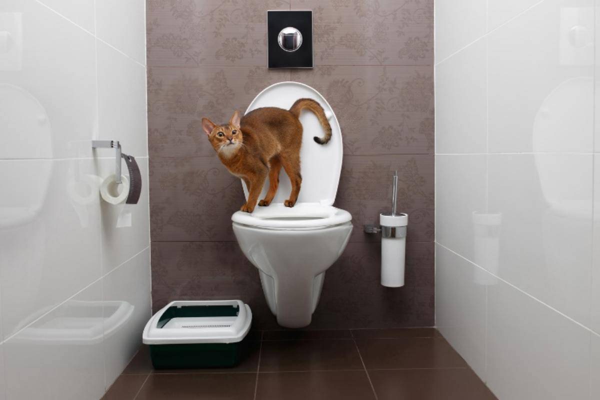 Gatto sul wc