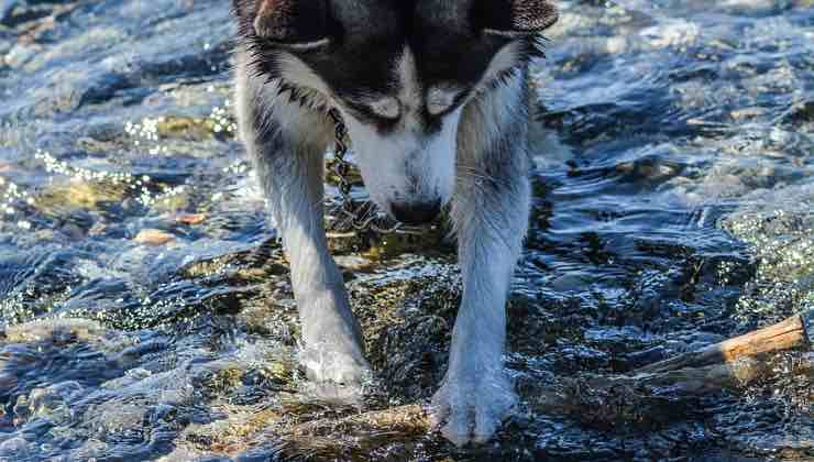 Cucciolo di Siberian Husky in vacanza al mare 