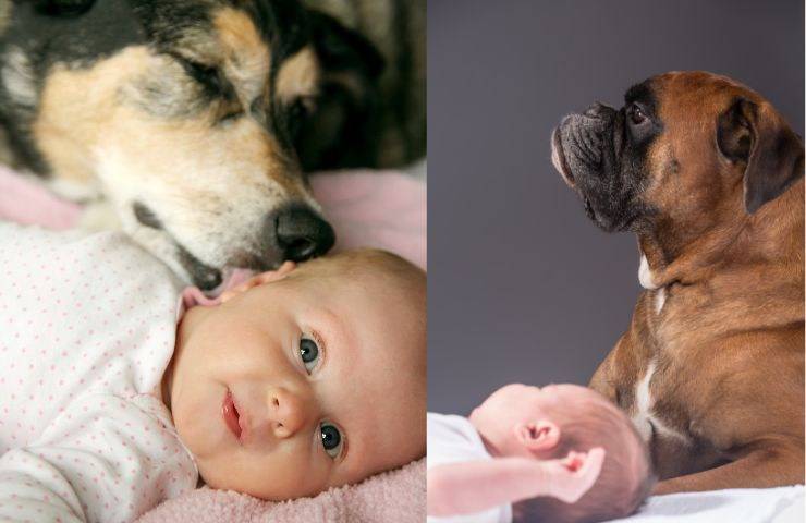 Cani che coccolano neonati