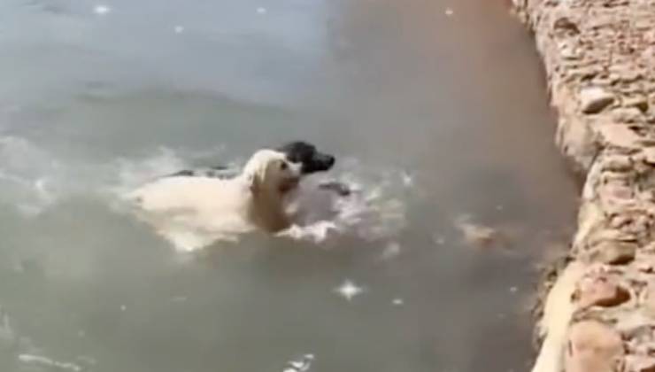 Piccolo cane bianco salva in acqua un cane nero